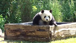 Download Pandabären im Berliner Zoo planschen im Pool am 09 06 MP3