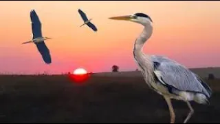 صوت زركي مجرب فعلا وانه اصيد بيها 