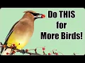 Download Lagu Pikat Burung Halaman Belakang dengan Pendekatan Ekosistem!