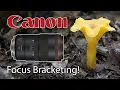 Focus Bracketing Mushrooms More Canon EOS R6 Mark II RF 100mm Macro Lens