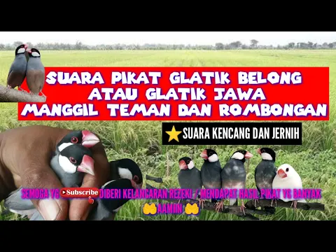 Download MP3 suara pikat glatik belong manggil rombongan