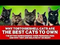 Amazing Facts About Tortoiseshell Cats Myths Personalities