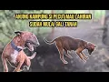 SUDAH MULAI GALI TANAH ANJING KAMPUNG MAU LAHIRAN ‼️ MENANTI ANAK BULLTERRIER SI WIKKA ‼️