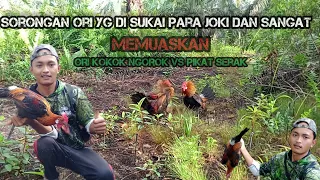 Download ORI KOKOK NGOROk VS PIKAT SERAK MP3