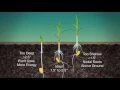 Corn Planting Depth Air Date 3-19-17