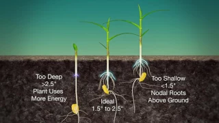 Corn Planting Depth Air Date 3-19-17
