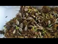 Coca seeds semillas de coca