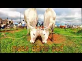 Download Lagu Impressive Gandasi Cattle Market Only Market Selling Cheap Affordable Hallikar Cattle all the Year