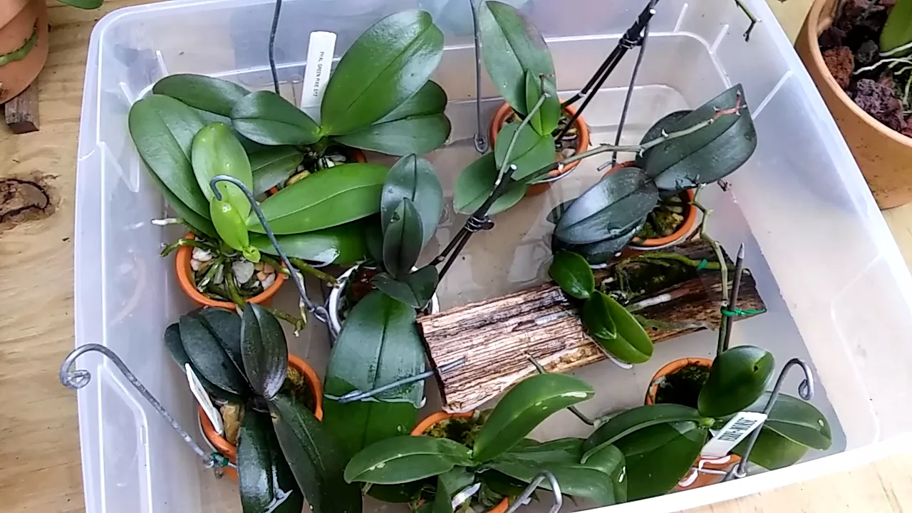 ORCHIDS............FEEDING DAY
