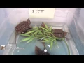 Northwestern Berks Reptile Expo