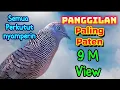 Download Lagu Perkutut gacor panggilan paling paten, kutut manapun nyamperin