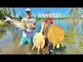 They Banned us from Harvesting Cooter Turtle but That didn t Stop Us Catch Cook