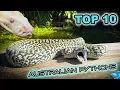 Ten Awesome Australian Pet Pythons