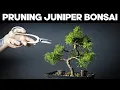 Download Lagu Itoigawa Juniper Bonsai - Pruning and Shaping Ideas