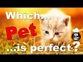 Which Pet is perfect for you - Personality Test