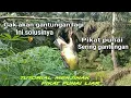 Download Lagu pikat burung punai sering gantungan ini solusinya ampuh