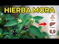 Hierba Mora La Planta que Sana Piel Higado y Rinones