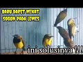 Download Lagu Cara Merawat Burung Sogok Ontong Yang Baru Dapet Mikat