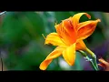 Download Lagu Kaalai Thendralil - Mangai Oru Gangai