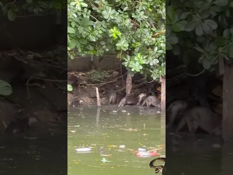 otters attack python