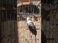 Download Lagu Burung kutilang belajar  full isian kacer cucak ijo murai batu kicau mania aviary unik bird