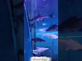 Download Lagu thiruthangal la kadal kanni ya✨🧜#kadalkanni #fish #ticketprices #kids