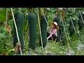 Download Lagu 孫子高考回家，阿婆帶他摘500斤冬瓜，做冬瓜乾冬瓜糖，美味Grandma uses 500 kilograms of winter melon to make delicious food｜玉林阿婆