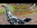 Download Lagu Keunggulan Warna blorok