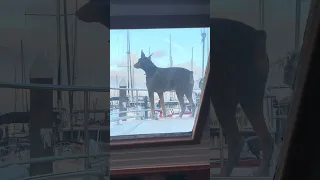 #fyp #dream #youtube #pets #doberman