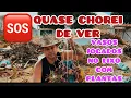 Download Lagu MAIS UM RESGATE DE PLANTAS JOGADAS NO LIXO, DESSA VEZ QUASE CHOREI.