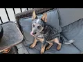Sgt Scout Mini Blue Heeler Dog training growing playing about 5 months Big Changes Happening