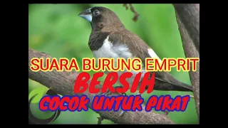 Download suara burung emprit bersih ampuh untuk pikat MP3