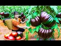 Download Lagu Ly Trieu Ca: Harvesting Giant Mutant Black Tomatoes – How to Make a Traditional Sweet Fruit Cake