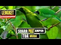 Download Lagu PIKAT CUCAK IJO PALING AMPUH || KOMBINASI SUARA BURCIL RIBUT AOUTO LENGKET ||