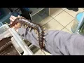 Download Lagu Giant Pet Centipede Crawls All Over Its Owner