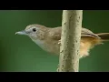Lagu Suara Burung Pelanduk Asia (Abbott's babbler)