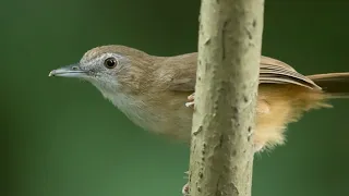 suara burung pelanduk asia abbotts babbler 