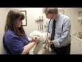 Welcome to Westside Veterinary Center