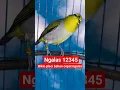 Download Lagu pleci ngalas standar #plecigacor