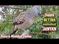 Download Lagu Perkutut BETINA Memanggil Jantan - Suara Memikat Jantan || The female turtle dove calls the male