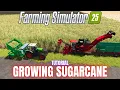GROWING SUGARCANE - TUTORIAL