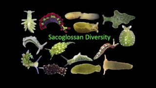 How Solar-powered Sea Slugs Steal the Sun - Part 1
