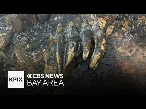 Bay Area field survey leads to mastodon molar discovery