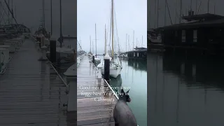 Fresh new year rolling in with rain and fog #fyp #sailing #life #doberman #pets