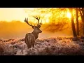 Lagu The Breathtaking Beauty of Nature | HD