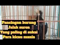 Download Lagu Suara burung JALAK SUREN GACOR full isian mewah cocok untuk masteran
