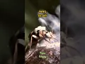 Download Lagu Serangga ini Bisa Meledak 🔥 Kumbang Bombardier