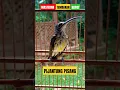 Download Lagu Masteran Tembakan Rapat Pijantung  pisang#pijantungpisanggacor
