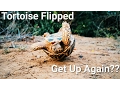 Tortoise Flipped Upside Down Will it Get up Again