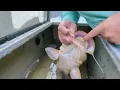 Do Catfish Have Teeth